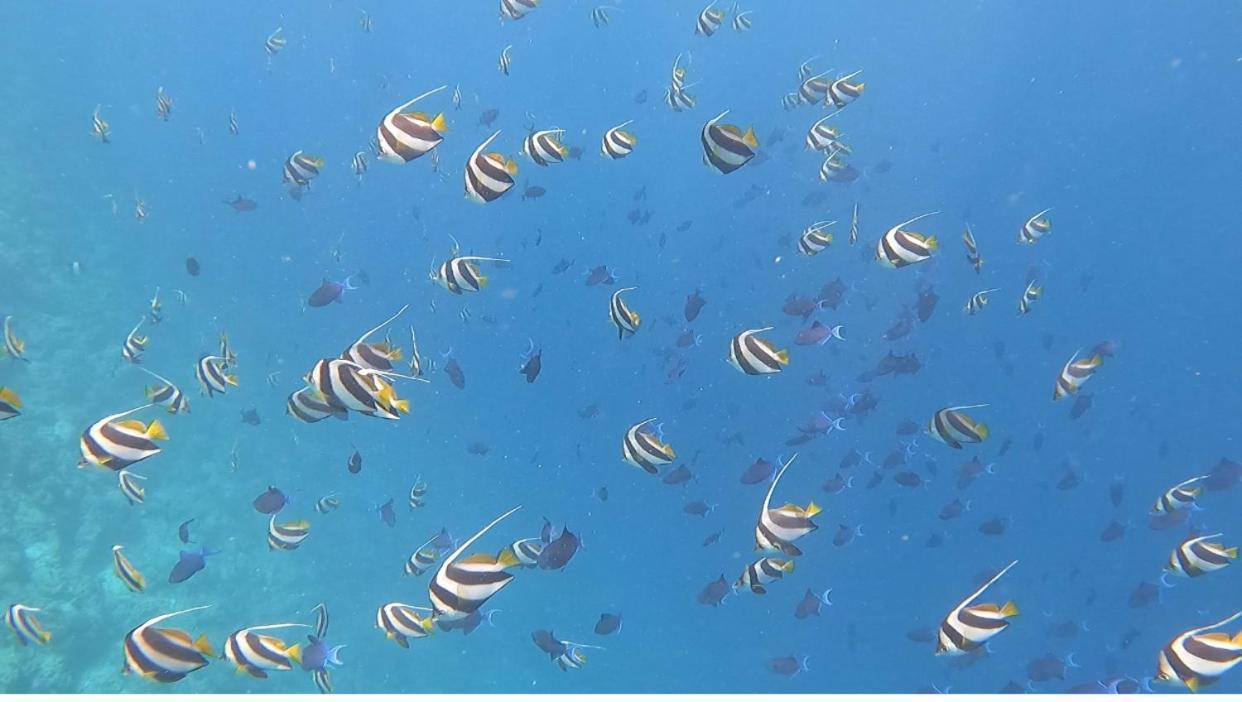 Ocean Breeze Maldives Hotel Thulusdhoo Eksteriør billede